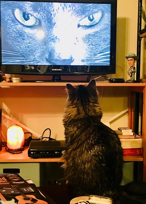 Caught my cat getting world domination instructions from The Overlord