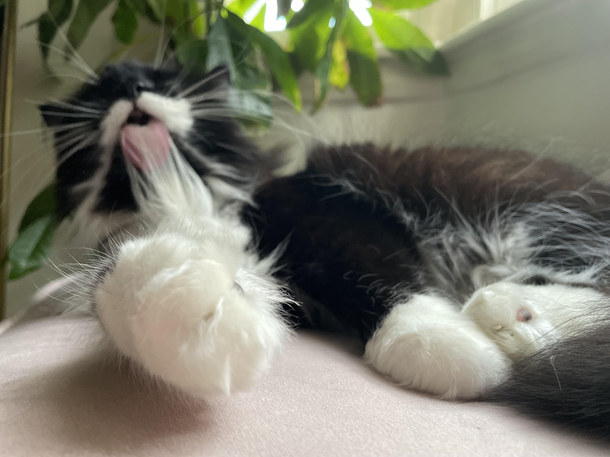 caught my cat mid-cleaning herself