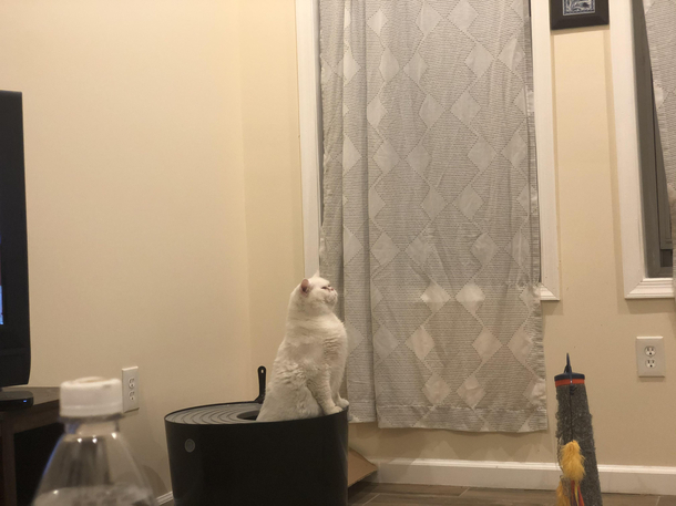 Caught my cat pooping like this