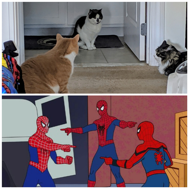 Caught my cats in a standoff