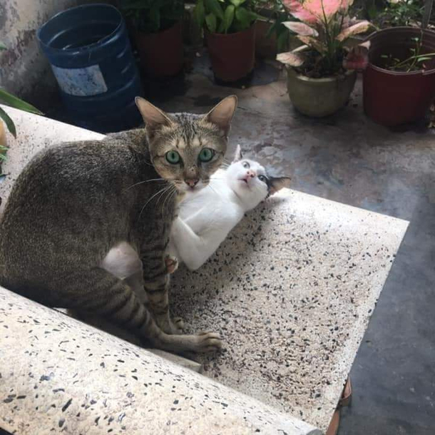 Caught my cats in the act this morning