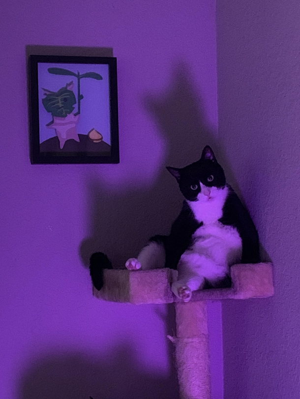 caught my chunky boi watching me fold laundry