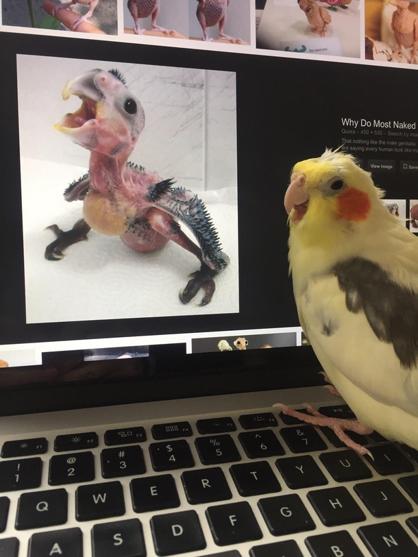 Caught my cockatiel looking at some inappropriate images