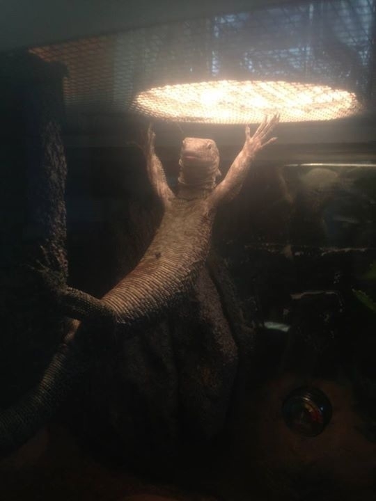 Caught my lizard doing this