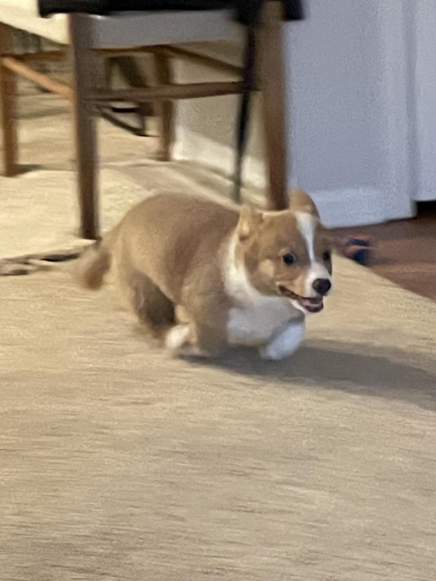 Caught my puppy mid-zoom 