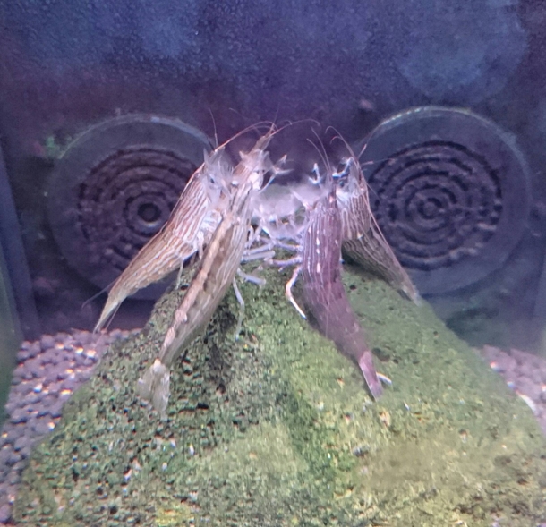 Caught my Shrimps in the middle of a meeting this morning