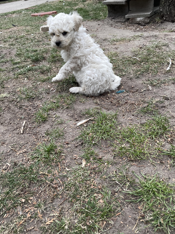 Caught one of our puppies doing a karate move D 