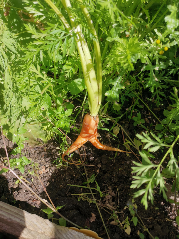 Caught one of the carrots trying to run away