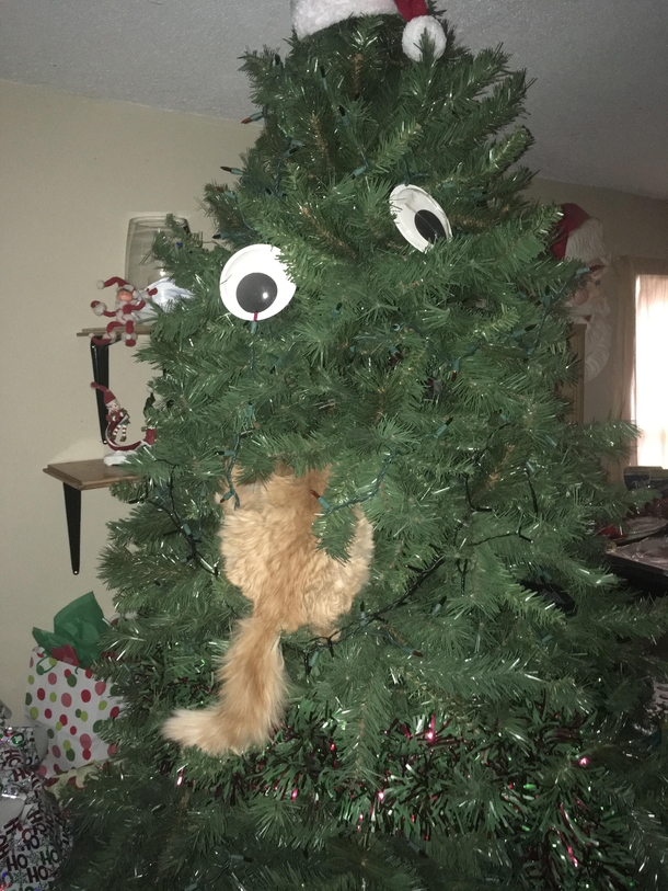 Caught our tree eating another cat