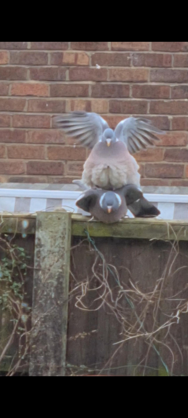 Caught  pigeons going at it whilst balanced on garden fence