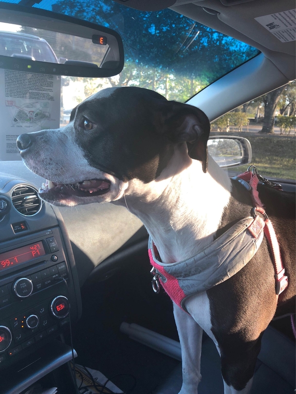 Caught the exact moment she spotted the Vets office