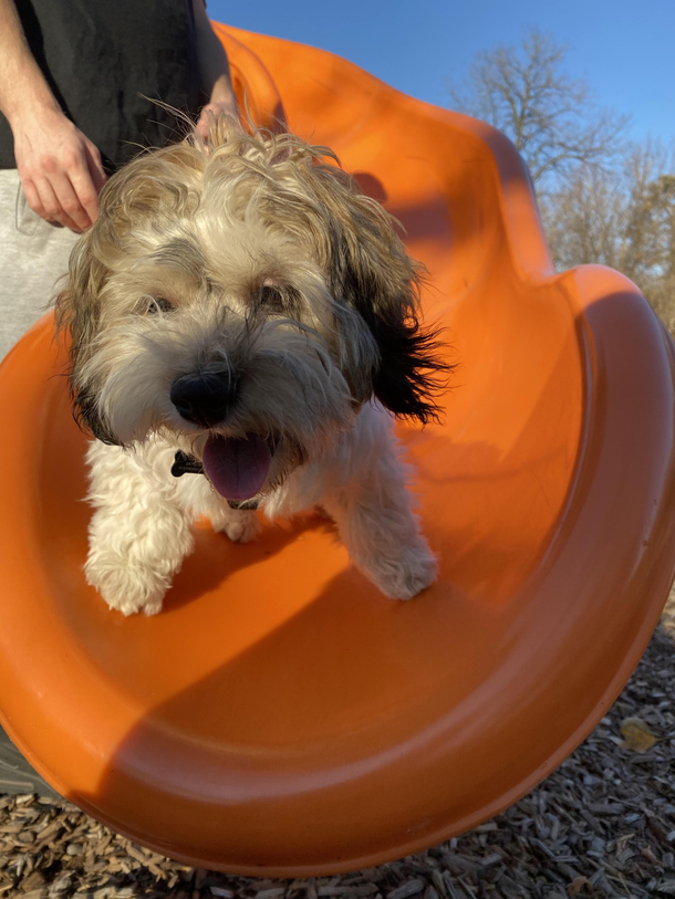 Caught the perfect pic of my dog going down a slide