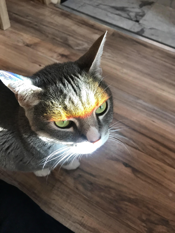 Caught the rainbow