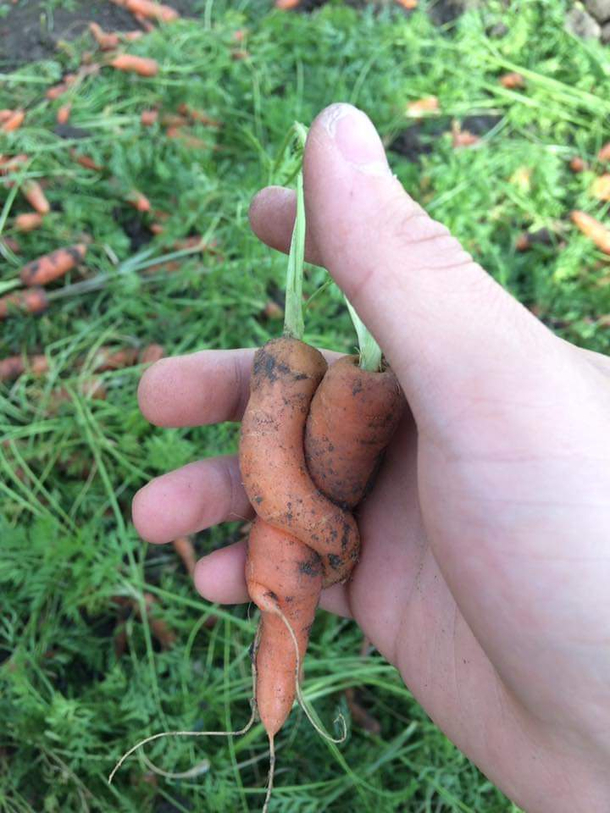 Caught them in the middle of something they didnt carrot all