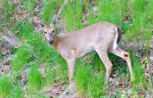 Caught this deer mid derp