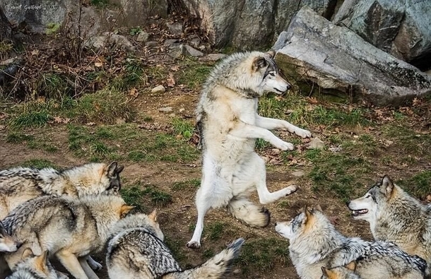 Cause this is thriller thriller night