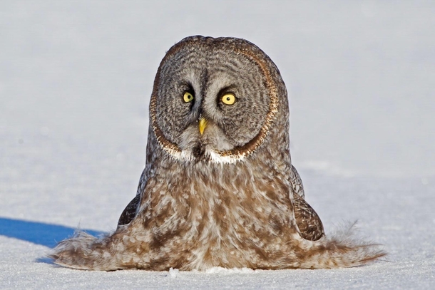 Caution To Avoid Melting Do Not Place Owl in Direct Sunlight