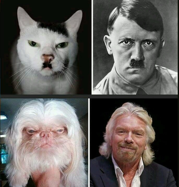 Celebrity spirit animals