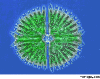 Cell division of a desmid  a type of algae