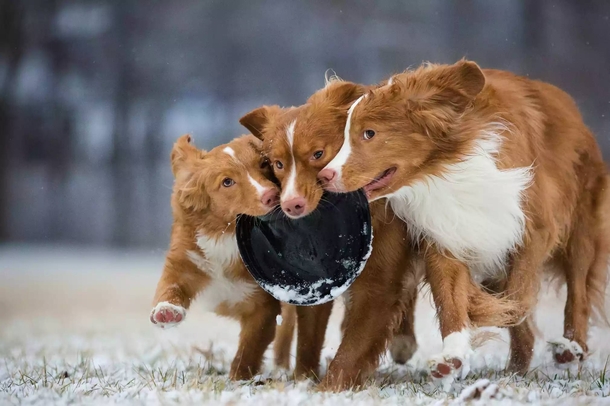 Cerberus battles over Giant Oreo