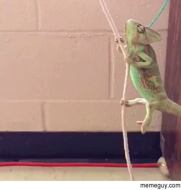 Chameleon enjoys his life