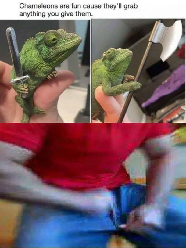 Chameleons are fun