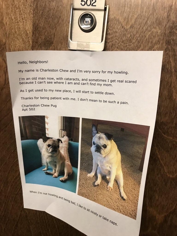 Charleston The Pug