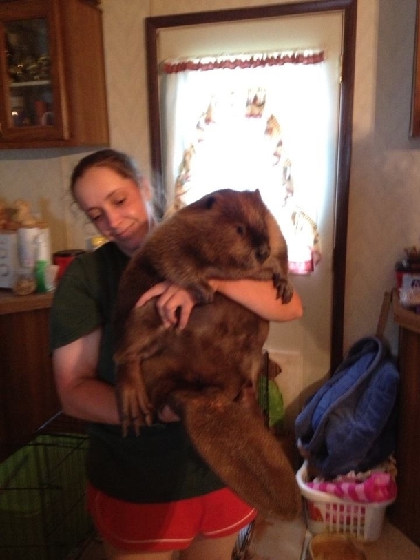 Check out this ladies hairy beaver