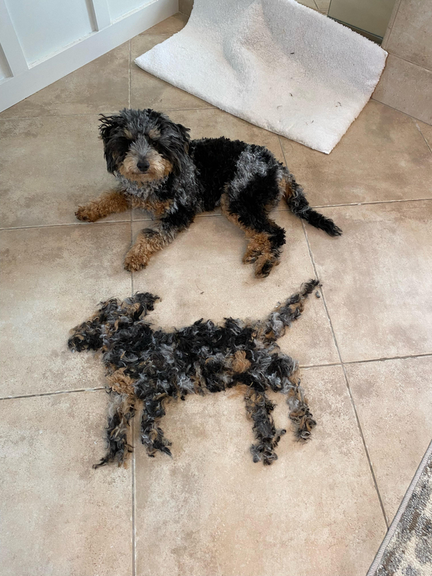 Checo gets a hair cut and a new friend
