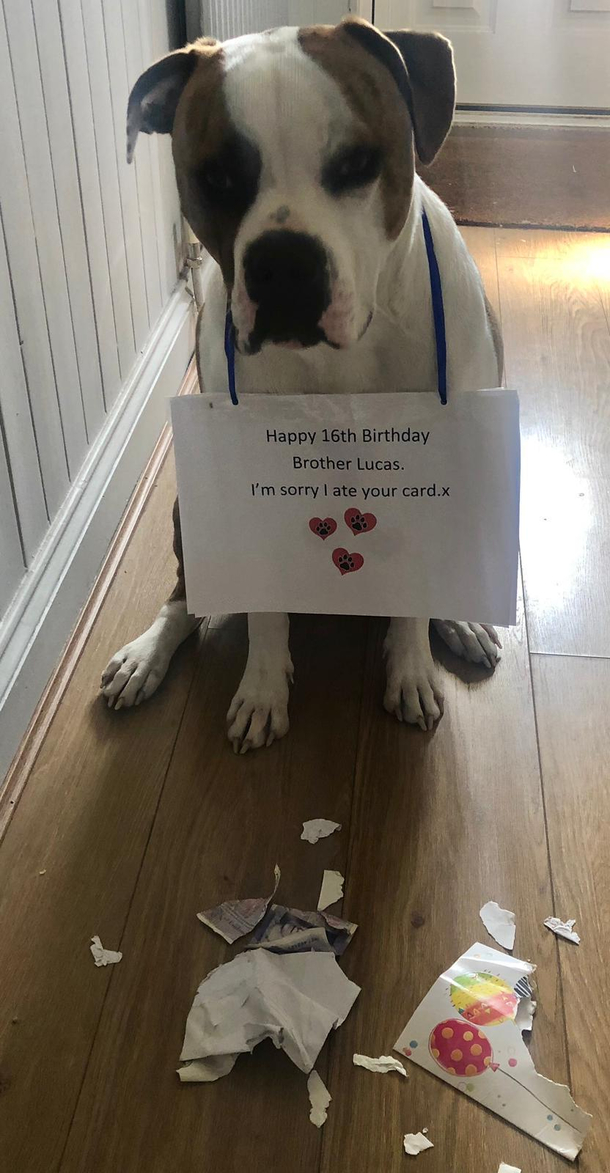 Cheeky doggie this morning