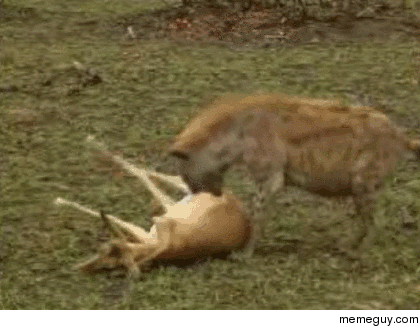 Cheetah and Hyena fight over a dead deer until