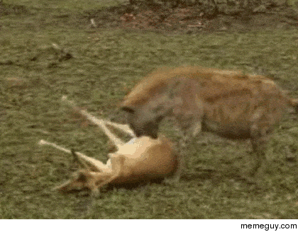 Cheetah and Hyena fight over a dead deer until