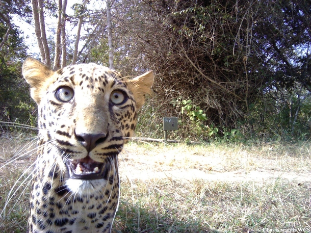 Cheetah selfie taken by remotely-activated cameras