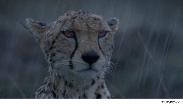 cheetah-surviving-rough-weather-in-the-wild-27074.gif