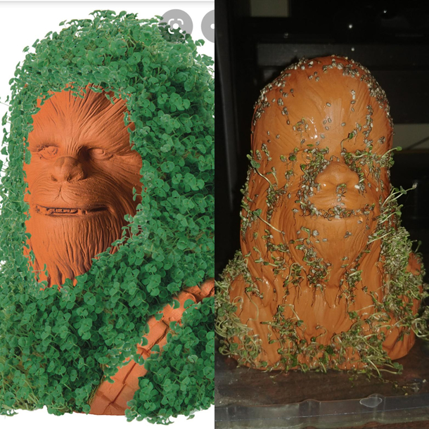 Chewbacca Chia Petat least it was a fun activity with my  year old son 