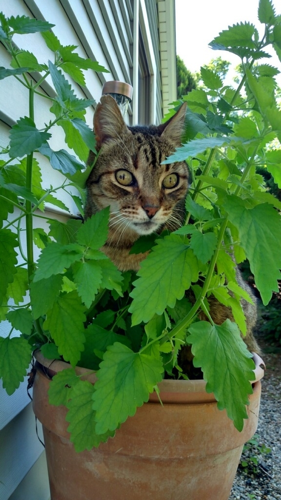 Chewy found where the catnip was being grown This is him sitting in the planter high as heck