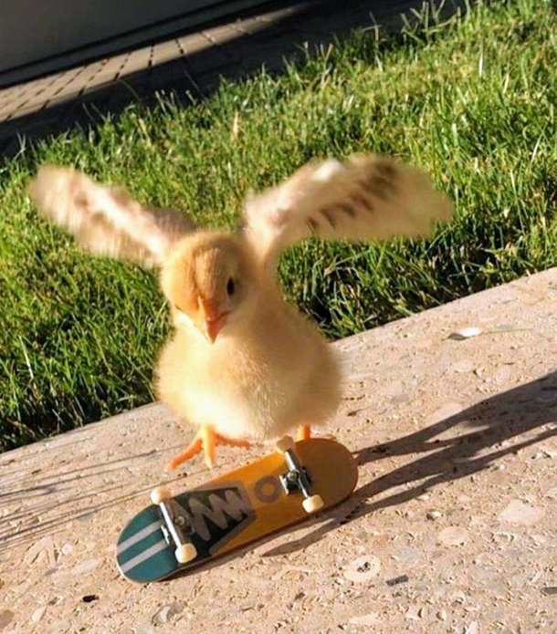 Chicken flip