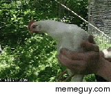 Chicken Gyro