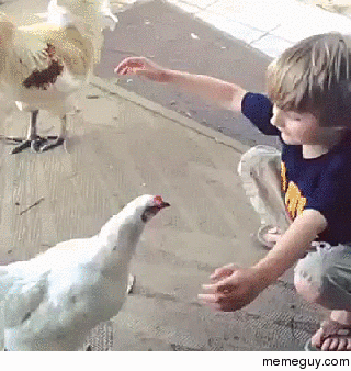 Chicken Love