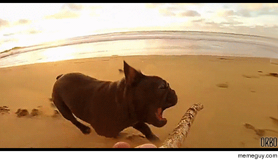 Chicken the french bulldogand his nope stick 
