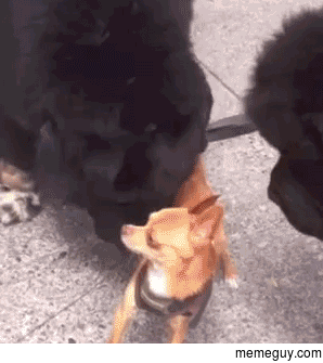 Chihuahua getting sniffed