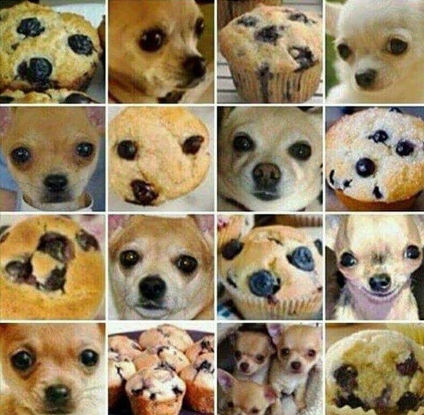 Chihuahua or muffin