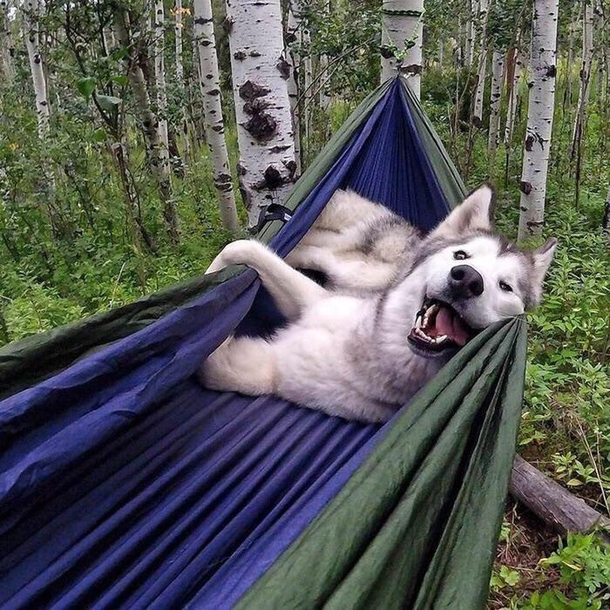 Chillin in the woods