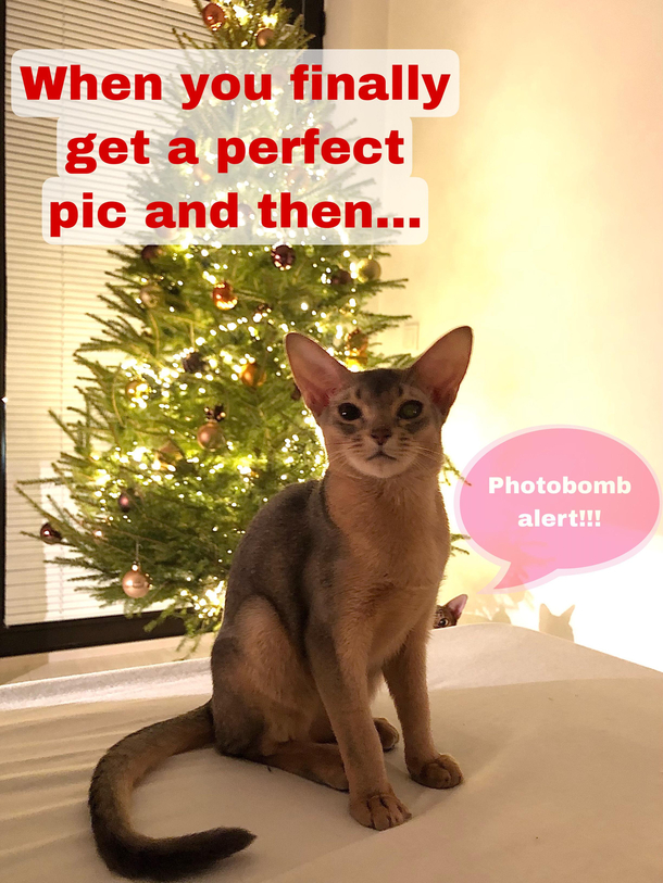 Christmas photobomb