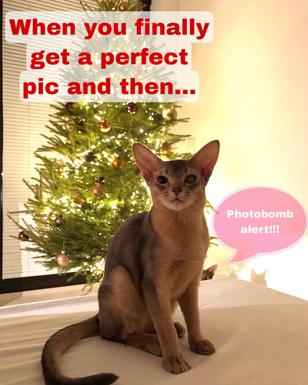 Christmas photobomb