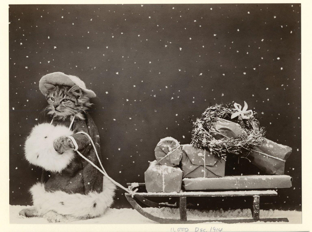 Christmas shopper kitty 