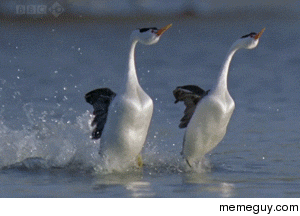 Clarks Grebe love dance