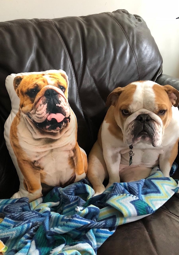 Clearly my dog loves her birthday present