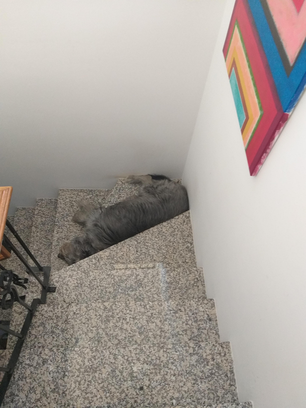 Clearly the best napping spot in the house