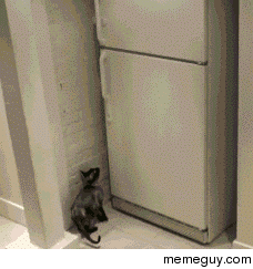 Clever cat opens freezer
